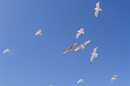 Pleasant sound of gulls calling. Copyright &copy; Maria Vincent 2008