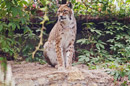 The Animal Gardens at Mablethorpe offers the family a great day out. Copyright &copy; Chris Parker Photography 2008.