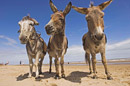 Kids love to ride on the donkeys. Copyright &copy; Chris Parker Photography 2008.