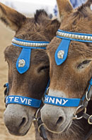 Donkey rides along the sandy Skegness beach. Copyright &copy; Chris Parker Photography 2008.