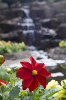 The flowers are beautiful in the gardens. Copyright &copy; Chris Parker Photography 2008.