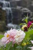 Beautiful gardens at Skegness. Copyright &copy; Chris Parker Photography 2008.