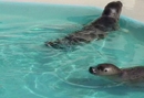 Natureland Seal Sanctuary. Copyright &copy; Maria Vincent 2009.